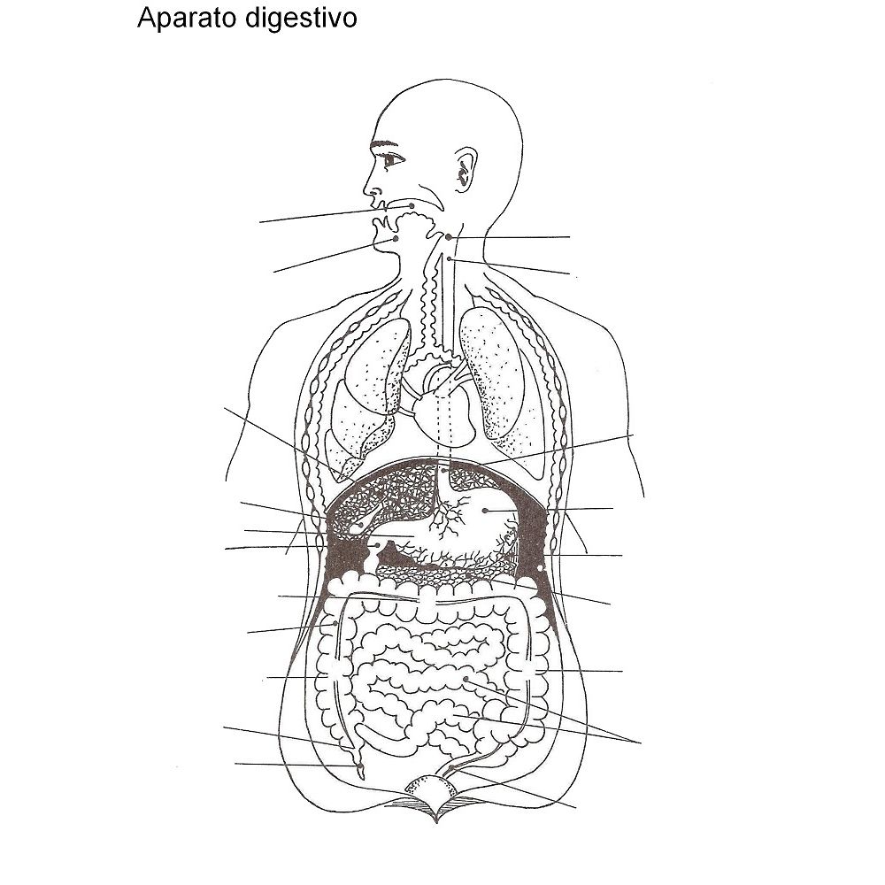 Esquema Aparato Digestivo S/Nom: A4 Papeleria Wiki