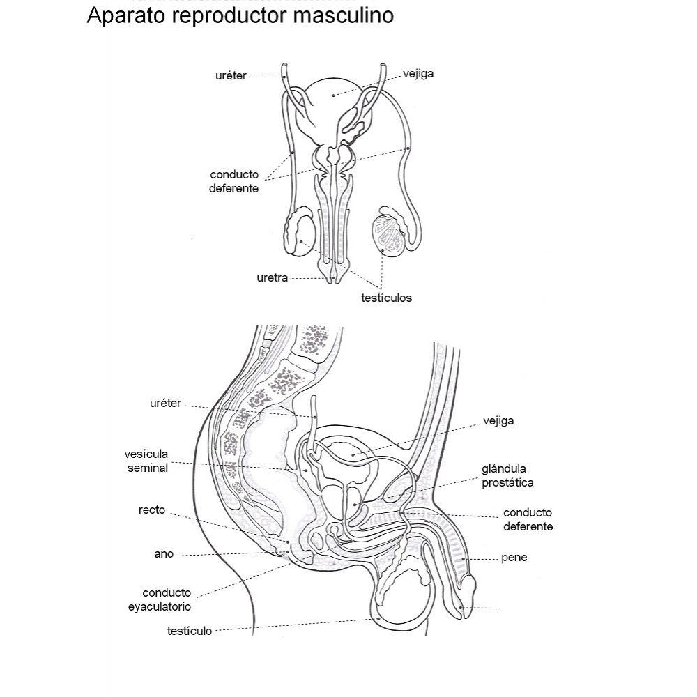 Esquema Aparato Reproductor Masculino C Nom A2 Papeleria Wiki