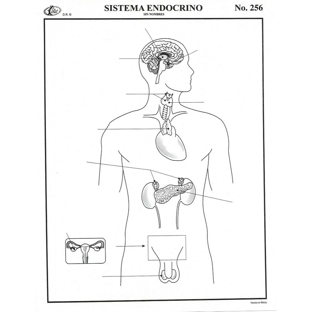 Esquema Sistema Endocrino Snom A9 Papeleria Wiki 3087