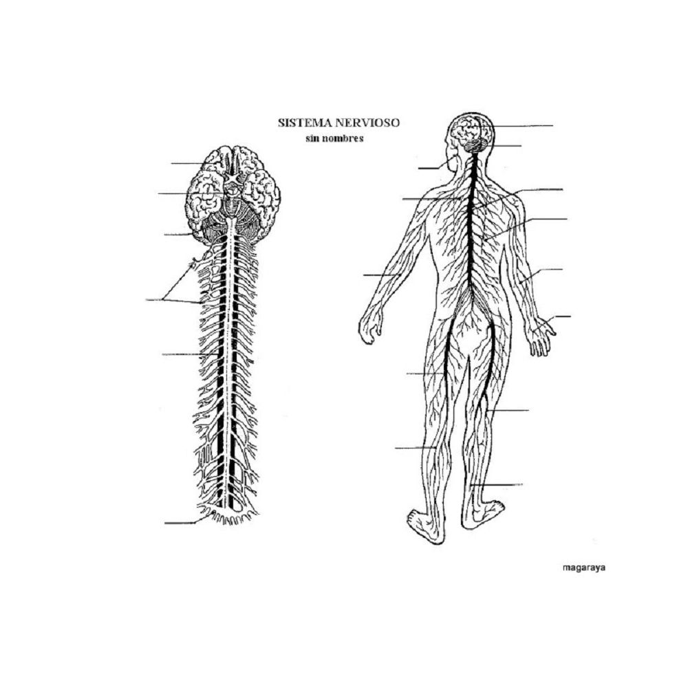 Esquema Del Sistema Nervioso Sin Nombres Para Imprimir Actualizado